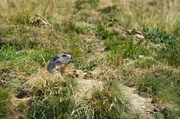 Alpine marmot on mountain meadow