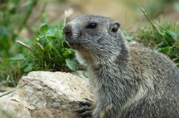 Naklejka na ściany i meble Alpine marmot on mountain meadow