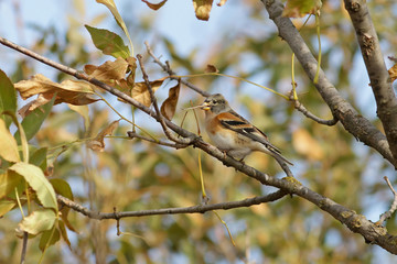 bird on a branch