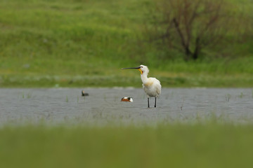 ibis in the lake