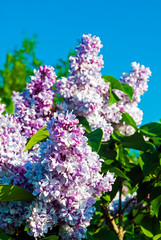 A branch of lilac with delicate flowers. Blooming lilac flowers in spring. Green foliage and bright sun. Floral background.