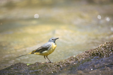 yellow wagtail river bird