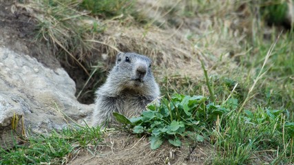 Alpine marmot on mountain meadow