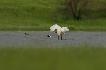 swan on the lake