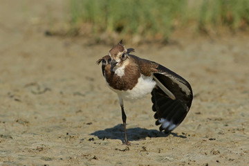 bird on the beach