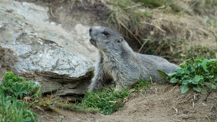 Alpine marmot on mountain meadow