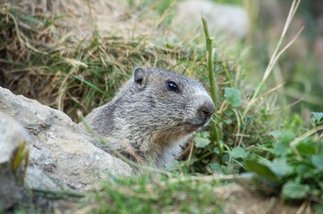 Naklejka na ściany i meble Alpine marmot on mountain meadow