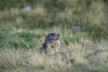 Alpine marmot on mountain meadow