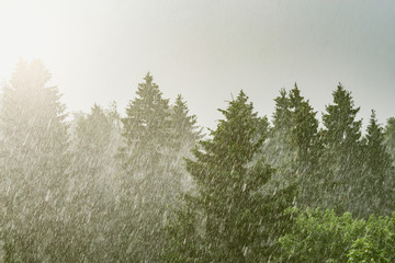 Forest trees under the pouring rain at day time.