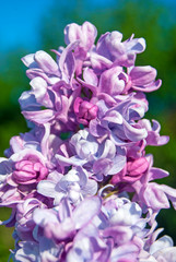 A branch of lilac with delicate flowers. Blooming lilac flowers in spring. Green foliage and bright sun. Floral background. Close-up.