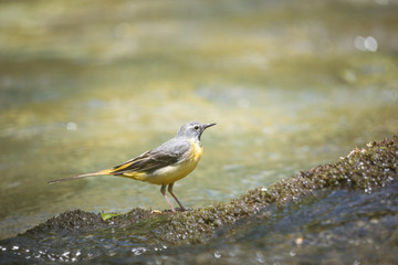 yellow wagtail river bird