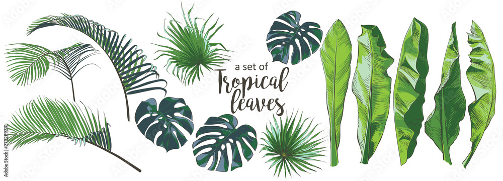 Wall mural vector tropical palms, plants, leaf, foliage, monstera