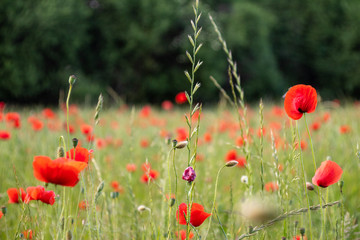Fototapeta premium Mohnblumen