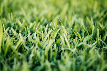 Spring or summer background with green grass.Environment concept.