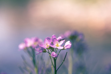 Cuckooflower