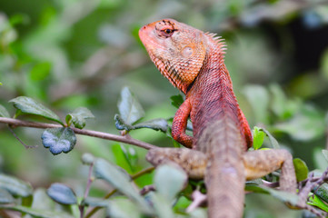 red lizard iguana disguise and holding on little green branch looking at camera stock photo