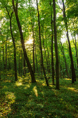 forest trees. nature green wood sunlight backgrounds.