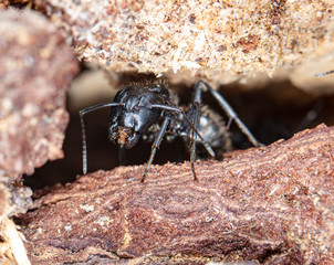 big forest ants in a native habitat