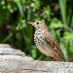 Hermit thrush at Capulin Spring, Sandia Mountains, New Mexico