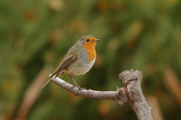 robin on a branch
