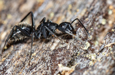 big forest ants in a native habitat