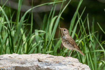 Hermit thrush at Capulin Spring, Sandia Mountains, New Mexico
