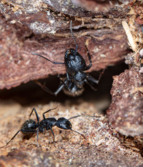 big forest ants in a native habitat