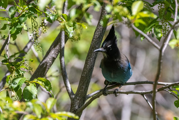 Steller's jay at Capulin Spring, Sandia Mountains, New Mexico