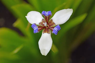 Blooming Hawaiian Iris