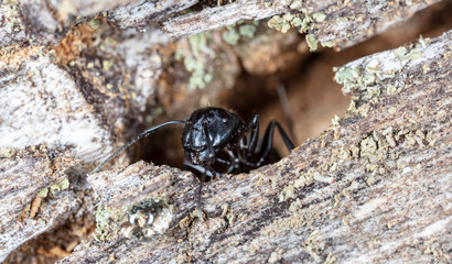 big forest ants in a native habitat