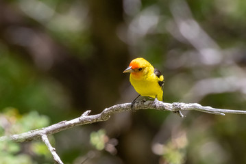 Western tanager in Sandia Mountains, New Mexico