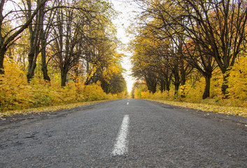 Road in the autumnal forest