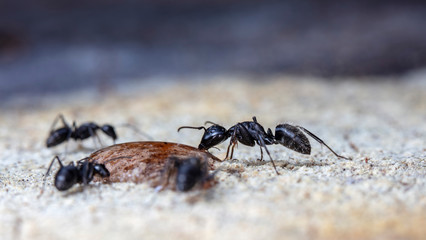 big forest ants in a native habitat