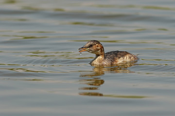 duck in the water