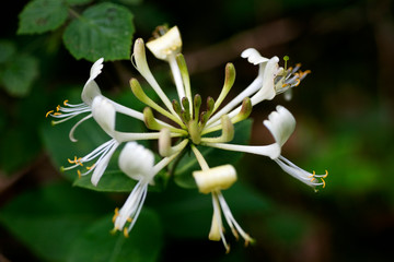 Flower Lonicera etrusca santi honeysuckle macro caprifoliaceae family background high quality