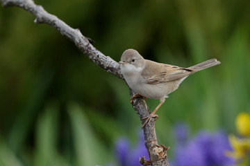 bird on a branch