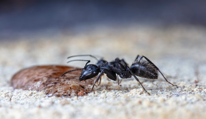 big forest ants in a native habitat