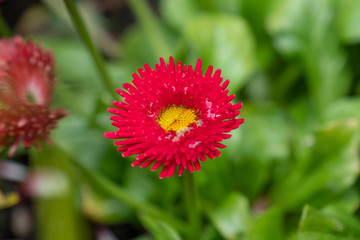 Rotes Gänseblümchen (Bellis perennis)