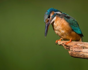 Common kingfisher photographed on a sunny sunday morning in perfect environment