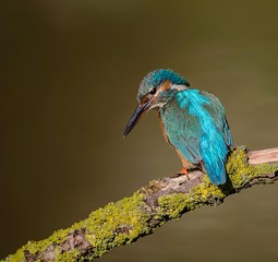 Common kingfisher photographed on a sunny sunday morning in perfect environment