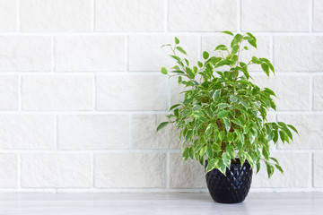 Home decor - indoor green plant in flower pot on white brick wall background. Copy space.