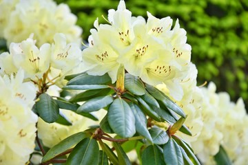 Yellow rhododendrons flowers with selective focus and blurred background. Beautiful blooming...