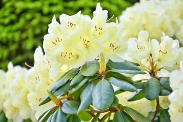 Yellow rhododendrons flowers with selective focus and blurred background. Beautiful blooming oleander bush with tender flower. Flowering poisonous plant with beautiful cream flowers. Summer time