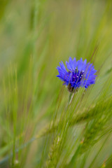 Kornblume