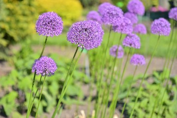 Purple onion flowers with selective focus and blurred background. Blooming onion with small purple flowers on a ball-shaped seed box. Blooming onion plants. Vegetable field. Harvest 