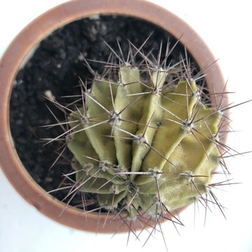 Cactus in a pot in large volume, photo in sunlight on the windowsill