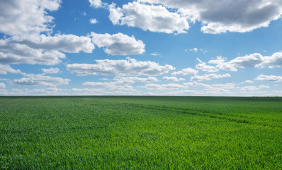 Fototapeta premium Image of green grass field and bright blue sky