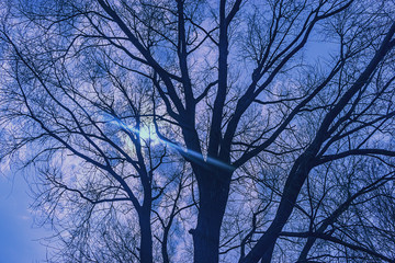 the sky is stormy in the trees