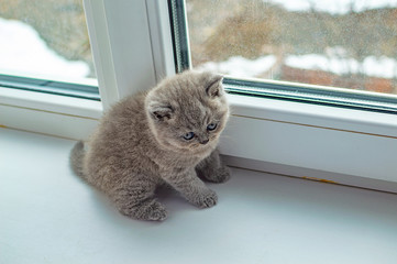 little fluffy kitten playing