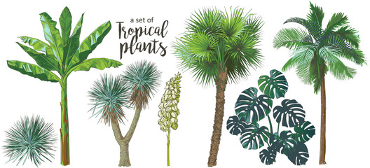 Vector Tropical palms, plants, leaf, foliage, monstera © mozart3737
